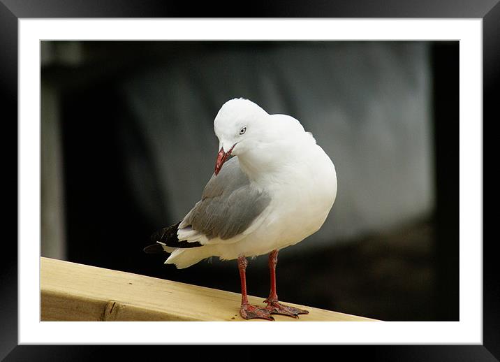 Seagull Posing Framed Mounted Print by Gwen Goodwin