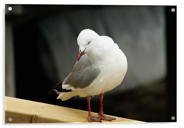 Seagull Posing Acrylic by Gwen Goodwin