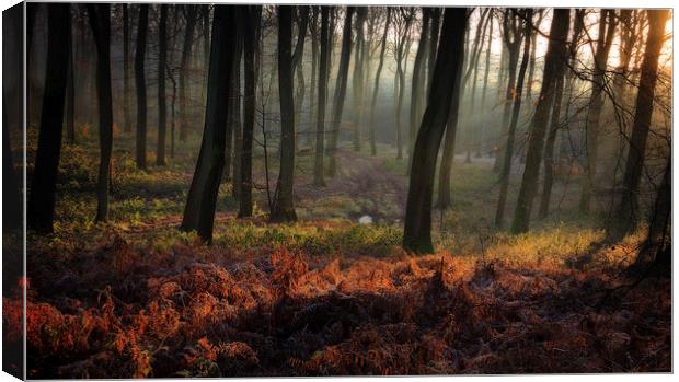 Sunrise in the Sleeping Forest Canvas Print by Ceri Jones