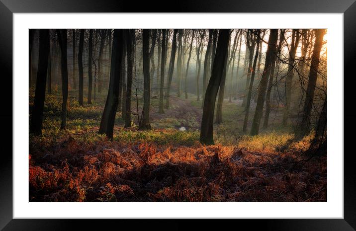 Sunrise in the Sleeping Forest Framed Mounted Print by Ceri Jones
