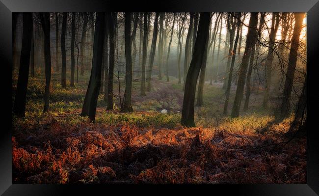 Sunrise in the Sleeping Forest Framed Print by Ceri Jones