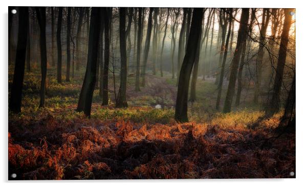 Sunrise in the Sleeping Forest Acrylic by Ceri Jones