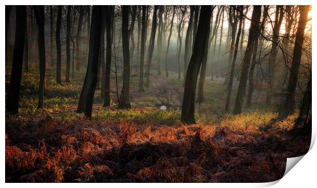Sunrise in the Sleeping Forest Print by Ceri Jones