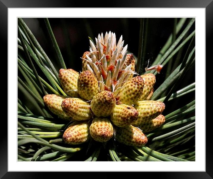 BIRTH OF A PINE Framed Mounted Print by len milner