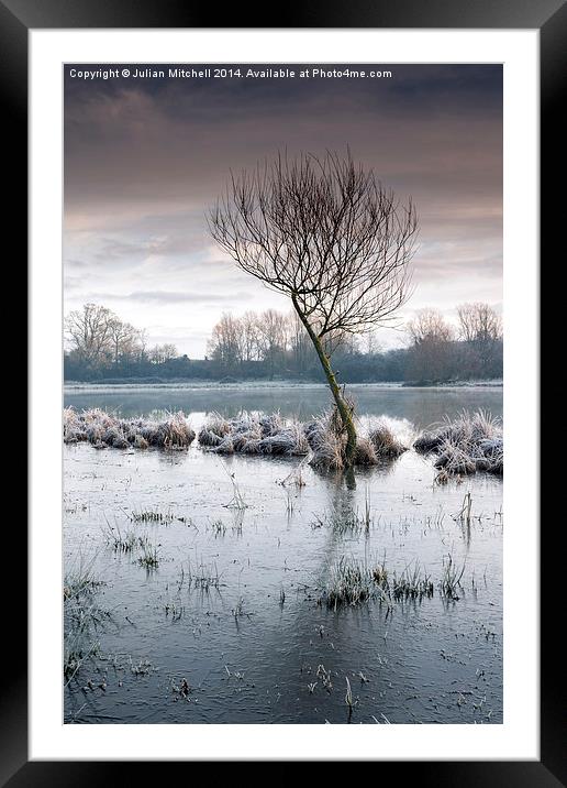 Lone Tree Framed Mounted Print by Julian Mitchell