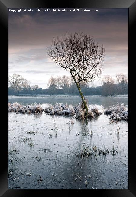 Lone Tree Framed Print by Julian Mitchell
