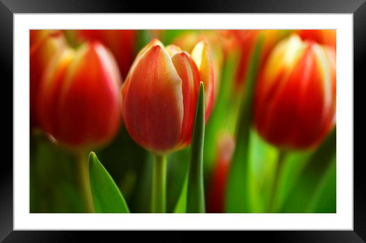Tulips in a Row Framed Mounted Print by Ceri Jones