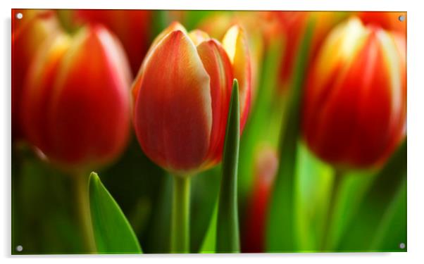 Tulips in a Row Acrylic by Ceri Jones