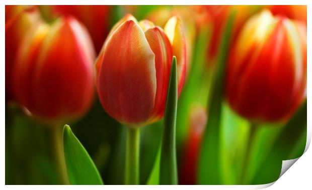 Tulips in a Row Print by Ceri Jones