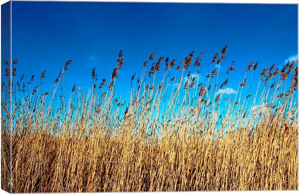 Reed bed sky view Canvas Print by paul wheatley