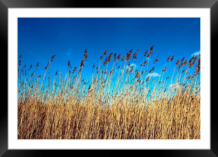Reed bed sky view Framed Mounted Print by paul wheatley