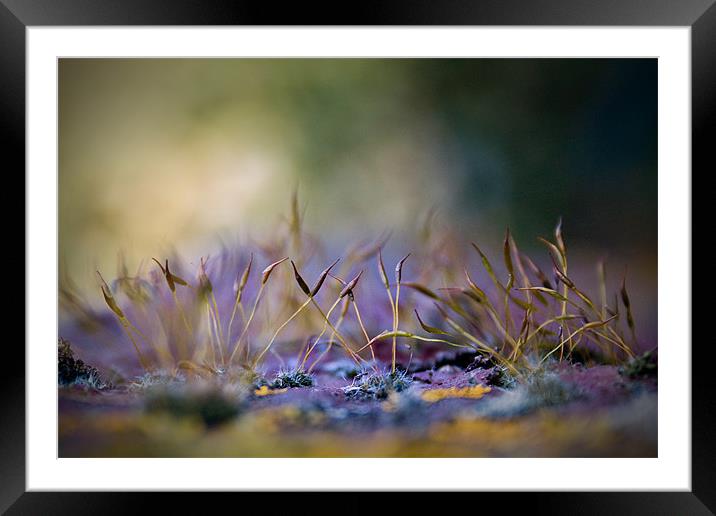 Enchanted  Framed Mounted Print by mike fendt