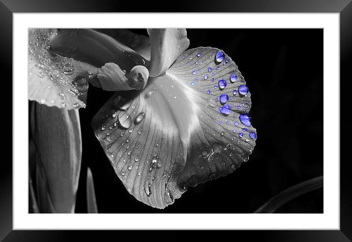water drops Framed Mounted Print by matt currie