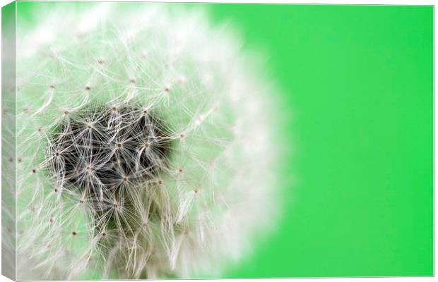 Dandelion Clock Canvas Print by Tommy Dickson