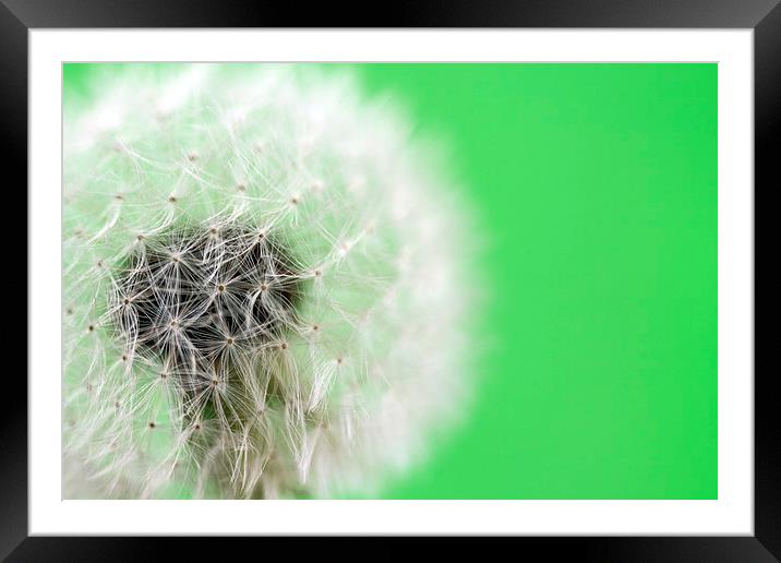 Dandelion Clock Framed Mounted Print by Tommy Dickson