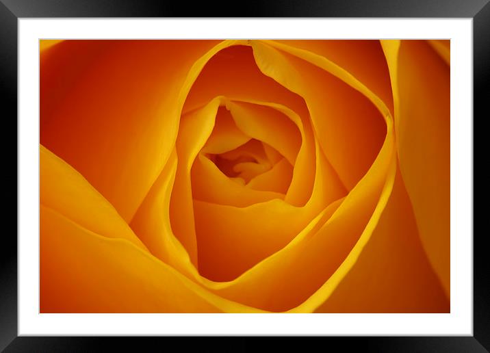 Delicate Beauty of Yellow Rose Framed Mounted Print by Tommy Dickson