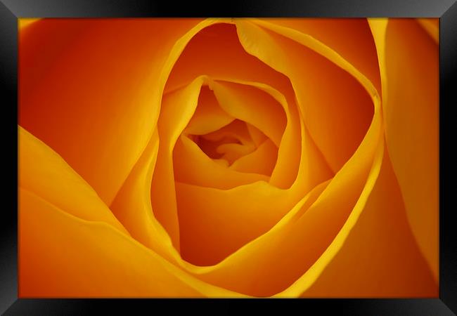 Delicate Beauty of Yellow Rose Framed Print by Tommy Dickson