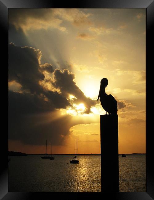Pelican on the post Framed Print by mike fendt