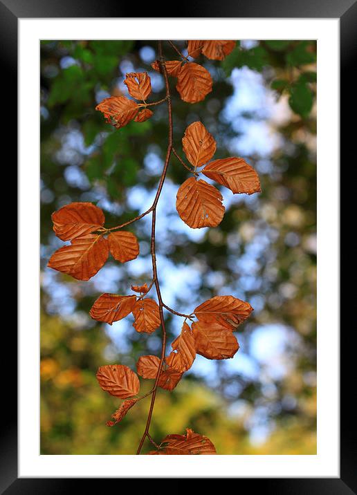 Vibrant Tones of Autumn Framed Mounted Print by Tommy Dickson