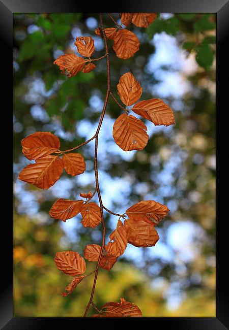 Vibrant Tones of Autumn Framed Print by Tommy Dickson