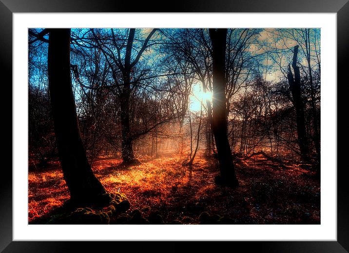 Autumn in Epping Forest Framed Mounted Print by Nigel Bangert