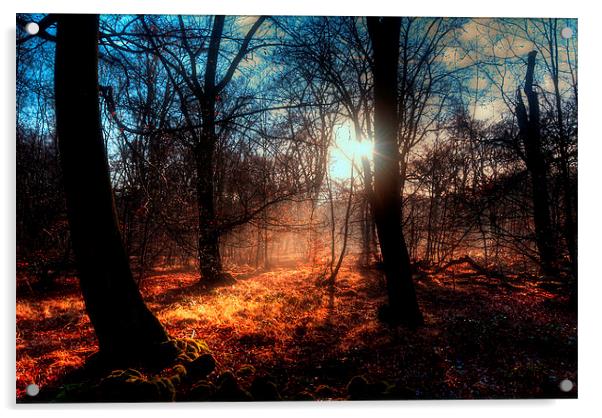 Autumn in Epping Forest Acrylic by Nigel Bangert