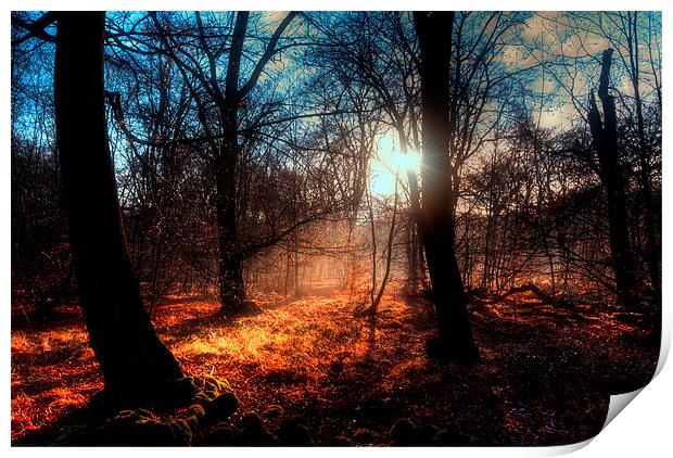Autumn in Epping Forest Print by Nigel Bangert