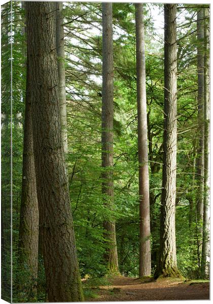 Enchanting Path through Scottish Larch Forest Canvas Print by Tommy Dickson