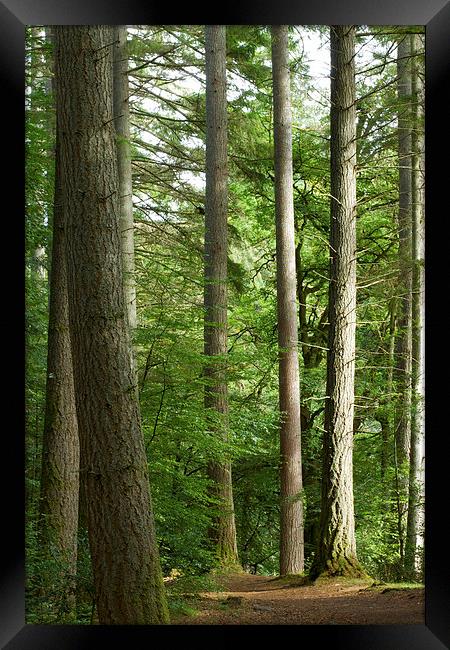 Enchanting Path through Scottish Larch Forest Framed Print by Tommy Dickson