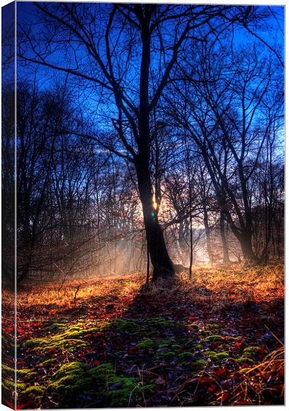 Autumn in Epping Forest Canvas Print by Nigel Bangert