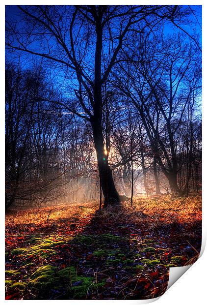Autumn in Epping Forest Print by Nigel Bangert
