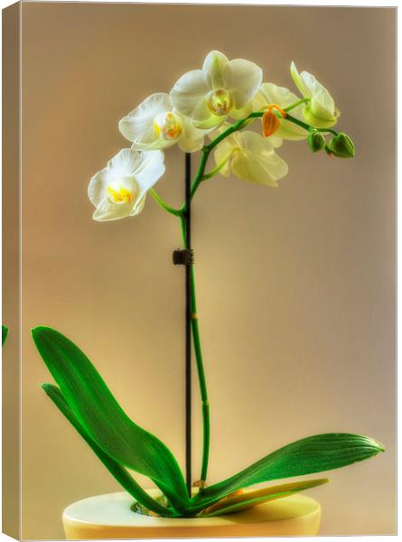 Orchid Canvas Print by Nigel Bangert