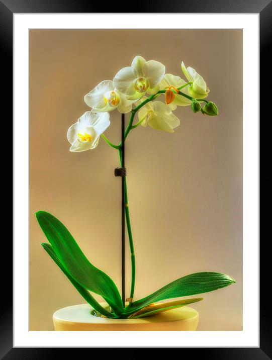 Orchid Framed Mounted Print by Nigel Bangert