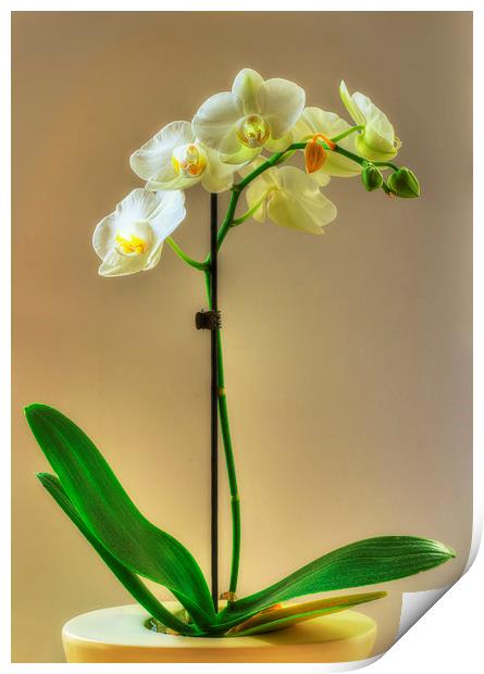Orchid Print by Nigel Bangert