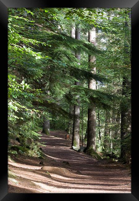 Serene Trail Through Scottish Highlands Framed Print by Tommy Dickson