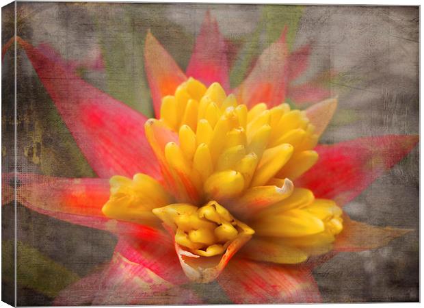 Red and Yellow Canvas Print by Judy Hall-Folde