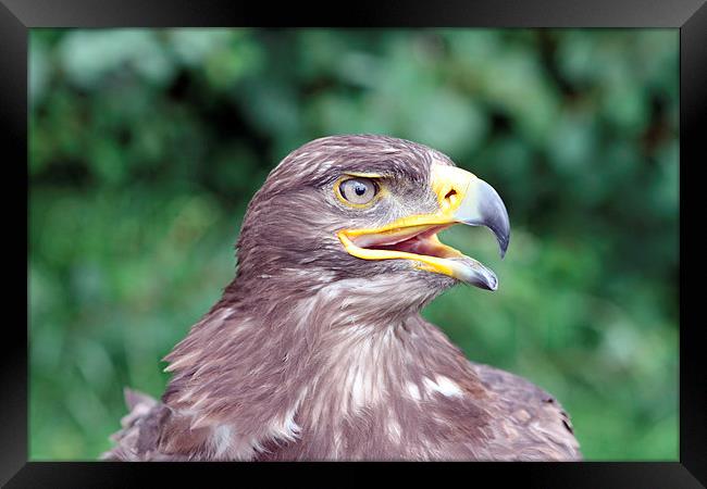 Harris Hawk Framed Print by Piet Peters