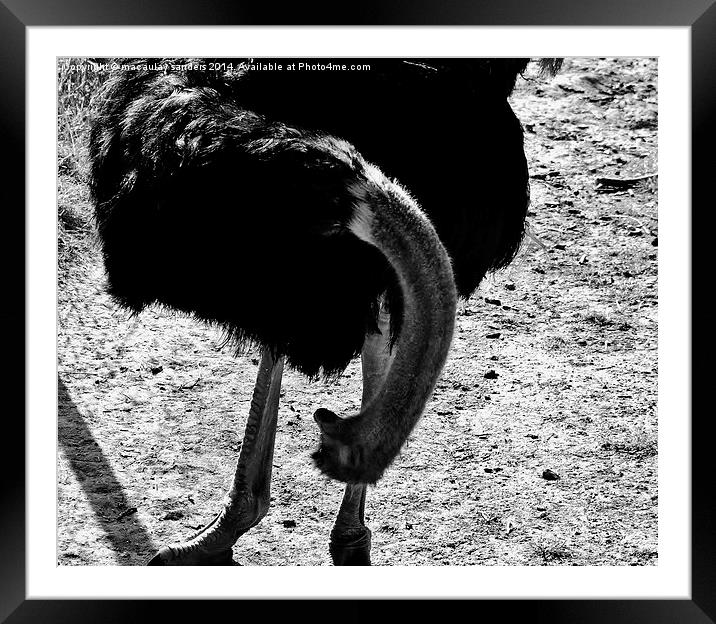 Wondering ostrich Framed Mounted Print by macaulay sanders