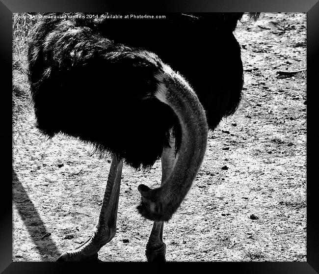 Wondering ostrich Framed Print by macaulay sanders