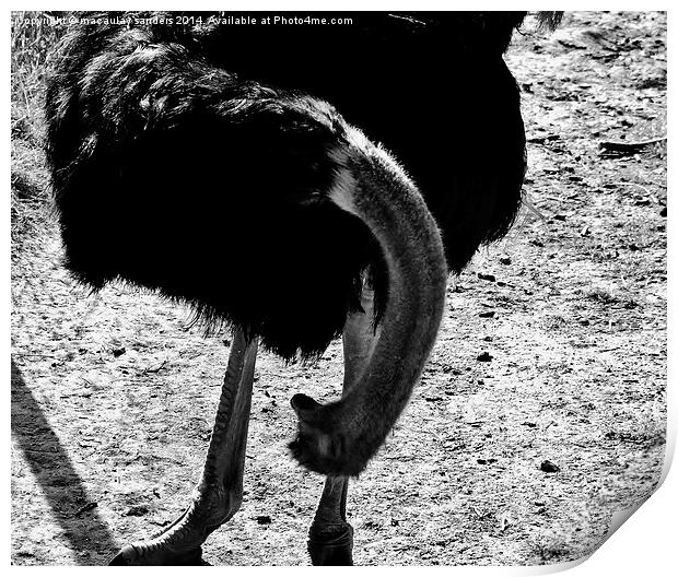 Wondering ostrich Print by macaulay sanders