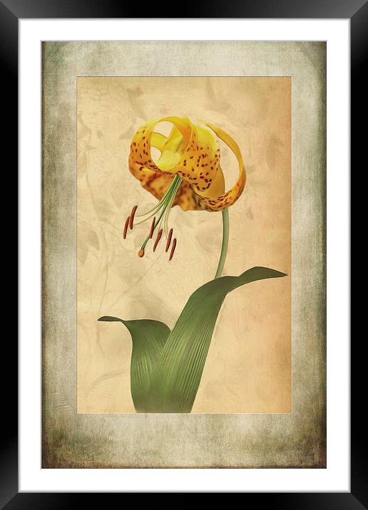 Lily painting with textures Framed Mounted Print by John Edwards