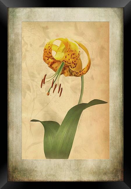 Lily painting with textures Framed Print by John Edwards