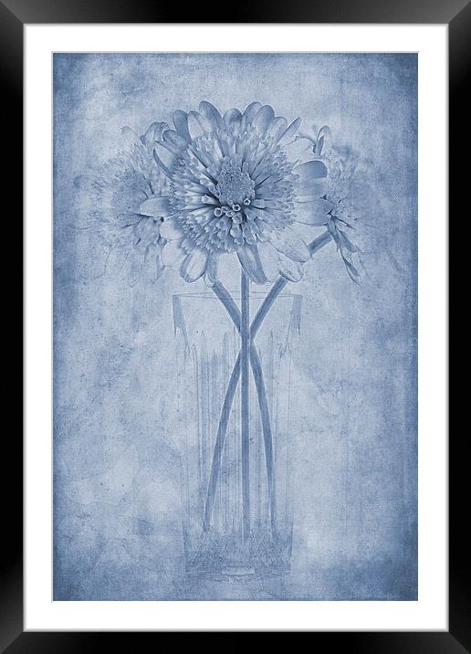 Chrysanthemum Cyanotype Framed Mounted Print by John Edwards