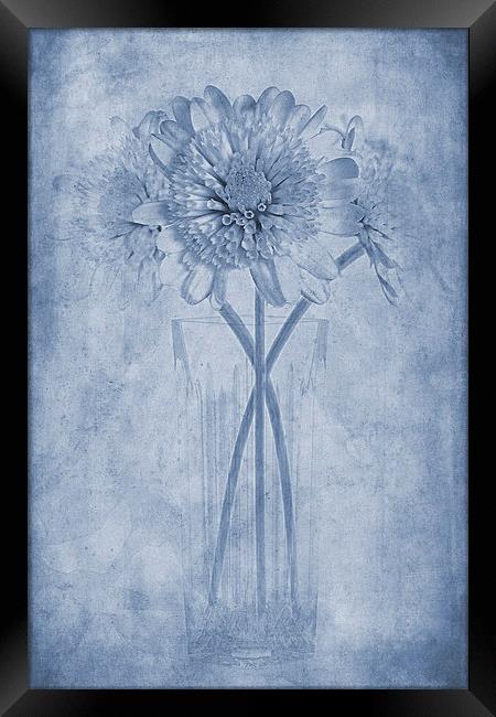 Chrysanthemum Cyanotype Framed Print by John Edwards
