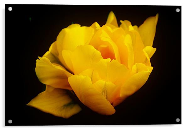 Yellow Tulip Acrylic by Karen Martin