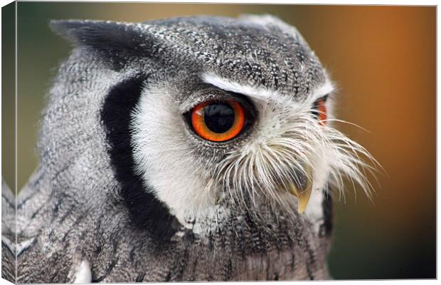 Northern White-faced Owl Canvas Print by Piet Peters