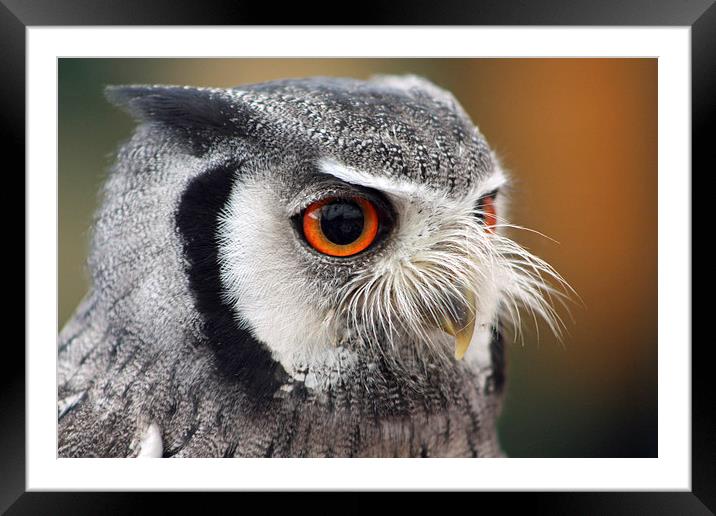 Northern White-faced Owl Framed Mounted Print by Piet Peters