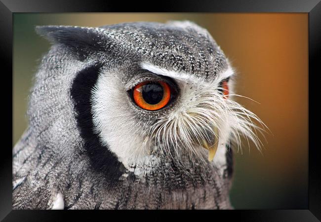 Northern White-faced Owl Framed Print by Piet Peters