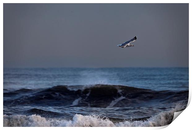 Lone seagull Print by Jim Jones