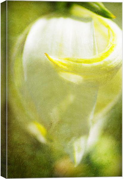 Yucca Flower Canvas Print by Mary Lane